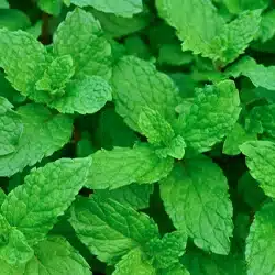 Menthol
